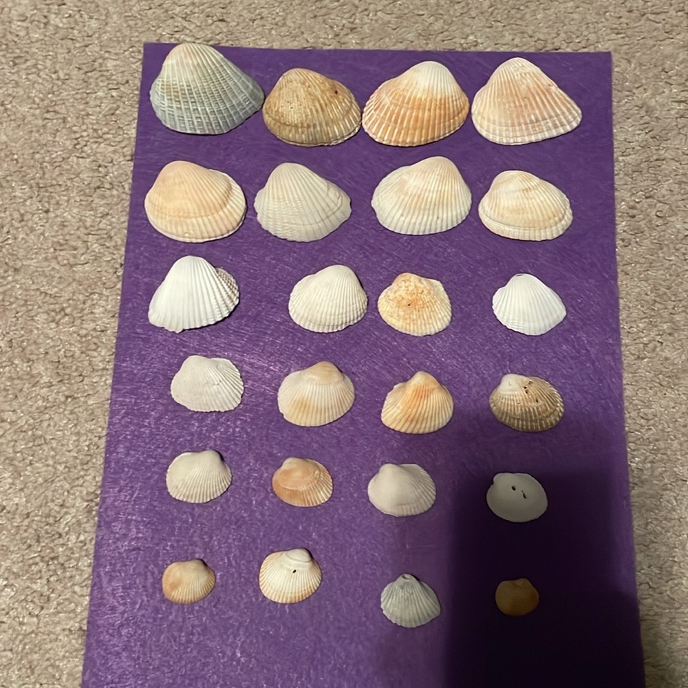 Seashell bundle - Picture 2 of 5